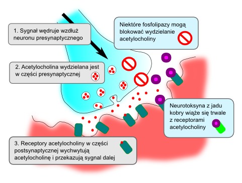 synapse-njm.jpg