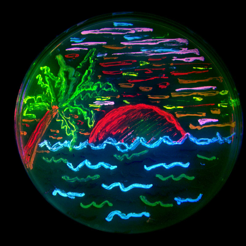 gfp-tsien.jpg