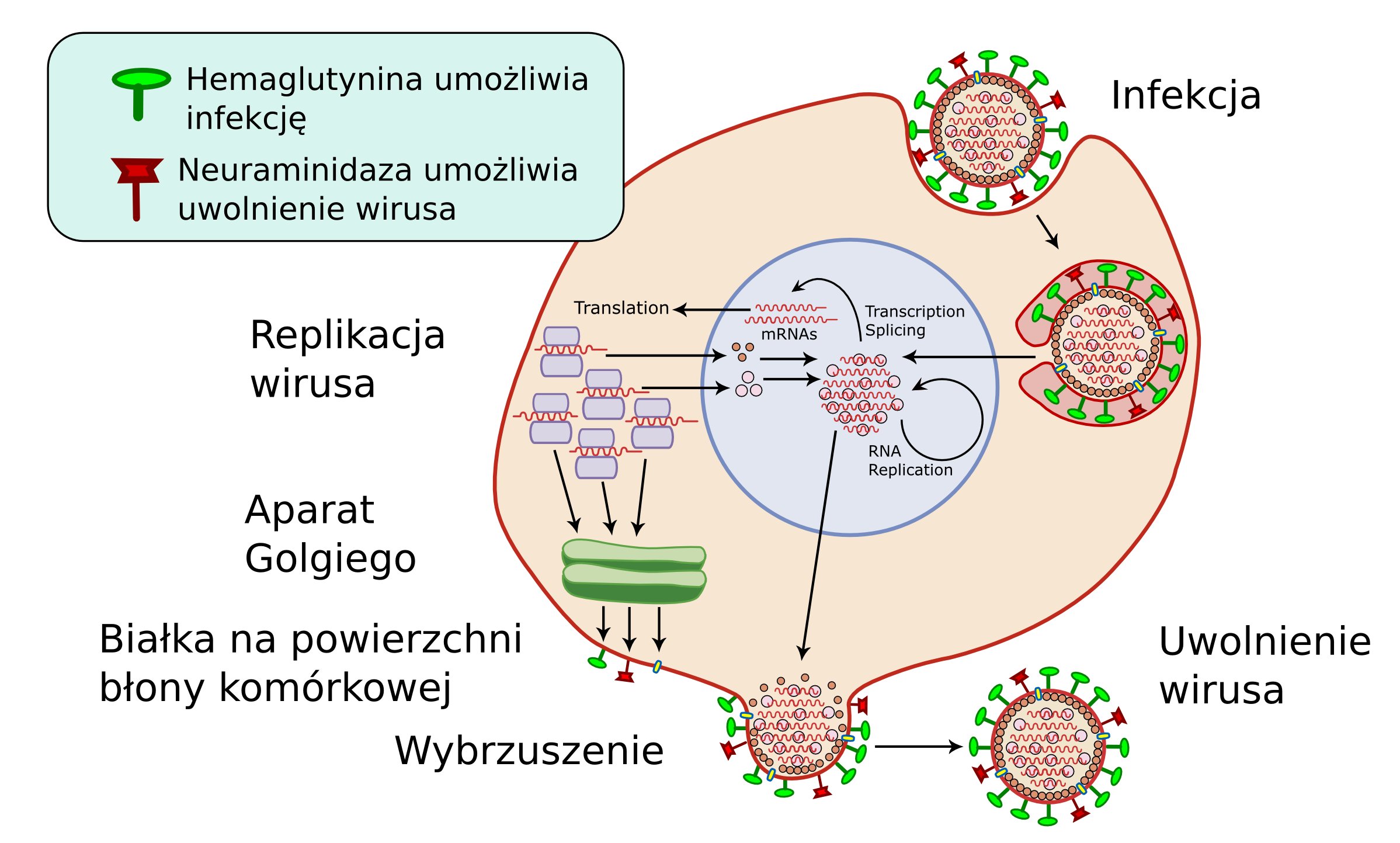 virus_replication2.jpg