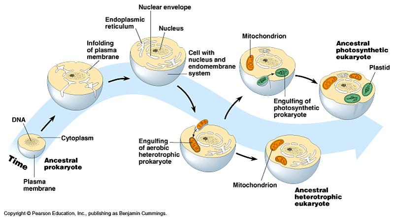 endosymbiosis.jpg