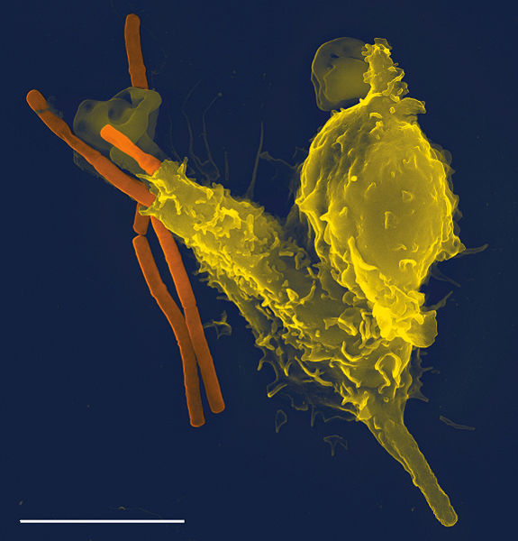 575px-neutrophil_with_anthrax_copy.jpg