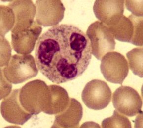 neutrophil2.jpg