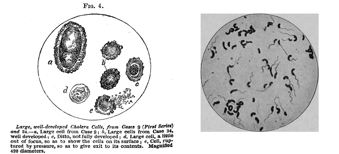 swayne-cholera-comparison.png