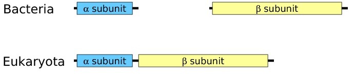 nicotinamide-dh.jpg