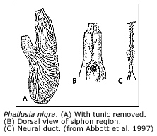 phallusia2.gif