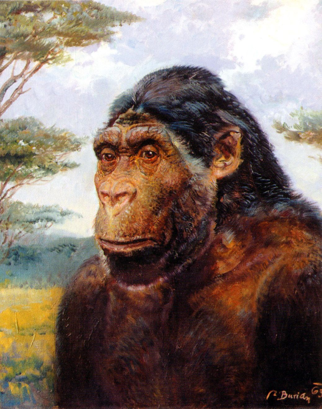 Paranthropus robustus - Zdenek Burian